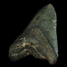 Dent de Carcharodon megalodon